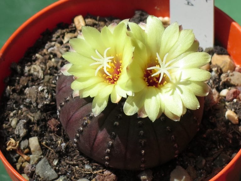 Ejemplar de Frailea castanea de cuerpo aplanado y pardo rojizo