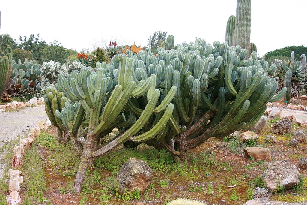Garambullo (Myrtillocactus geometrizans): guía de cultivo