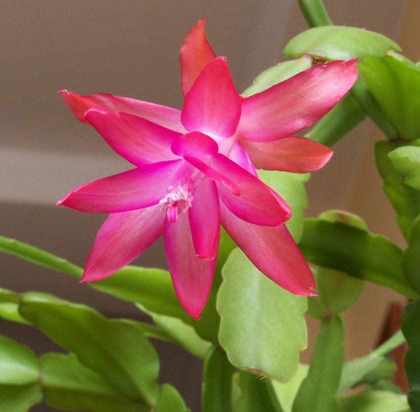 Schlumbergera x buckleyi, el cactus de Navidad de segmentos redondeados