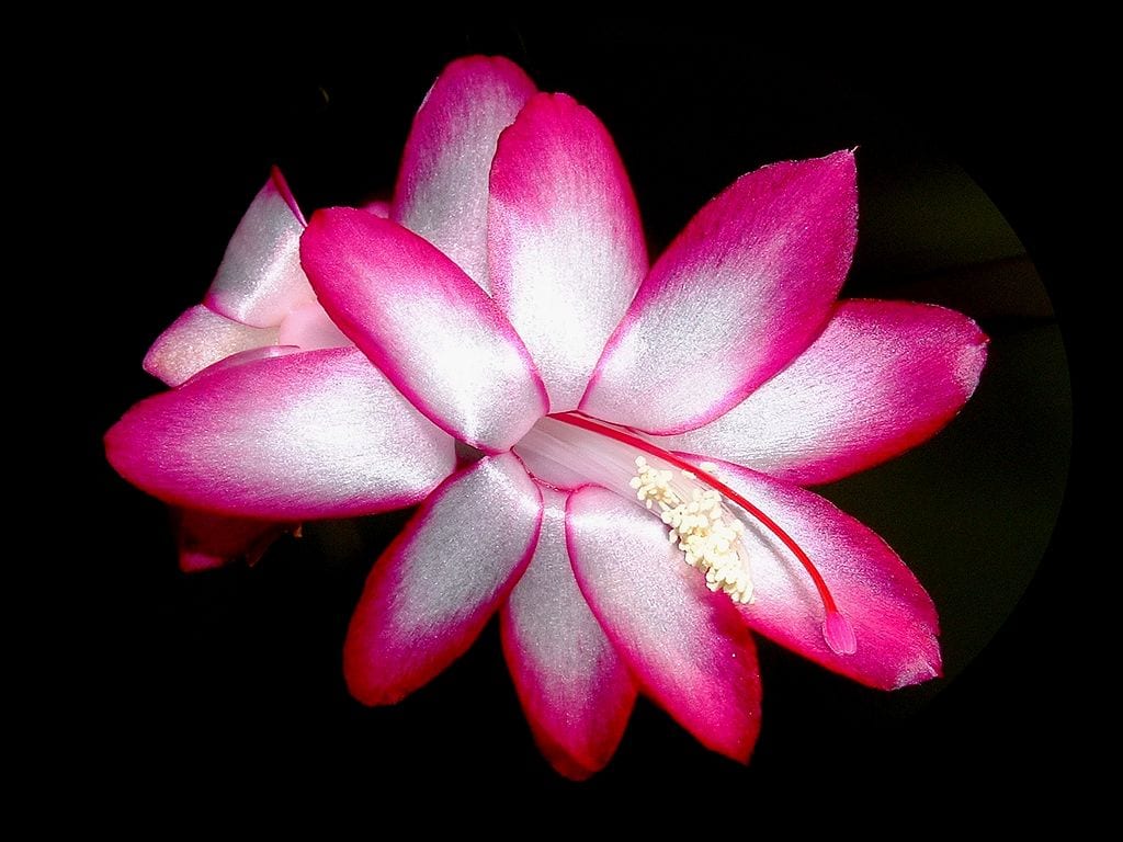 Cactus de Navidad: cuidados, sustrato y floración