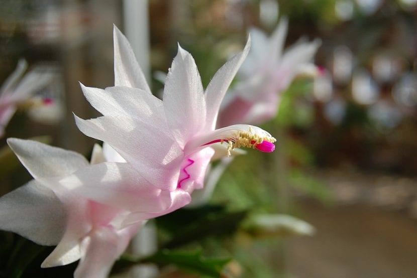 Cactus de Navidad, Schlumbergera, en flor