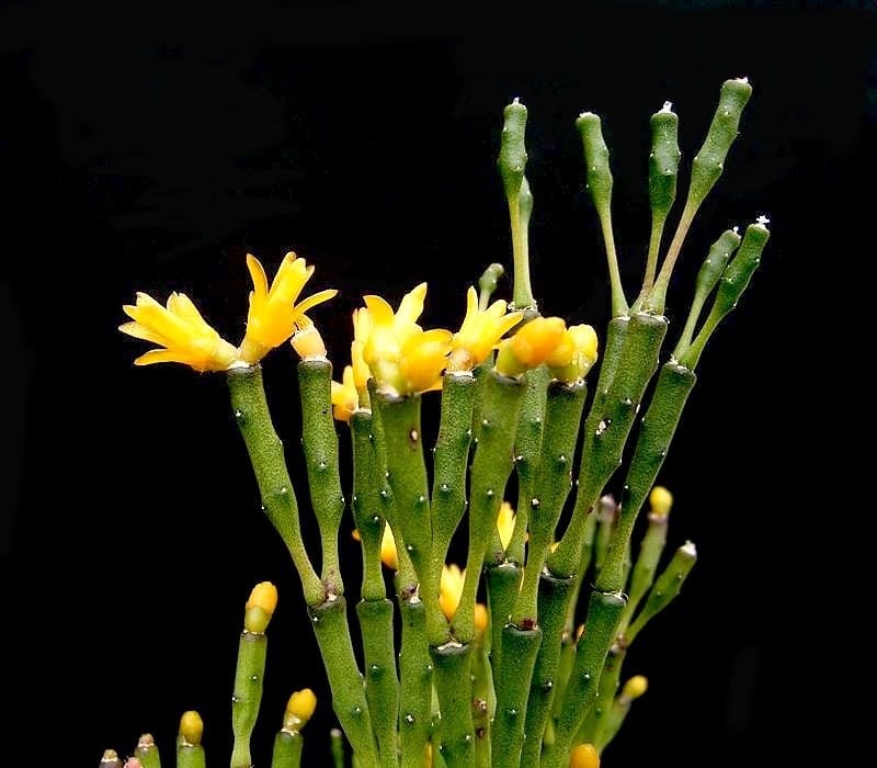 Hatiora salicornioides, con sus segmentos en forma de botella