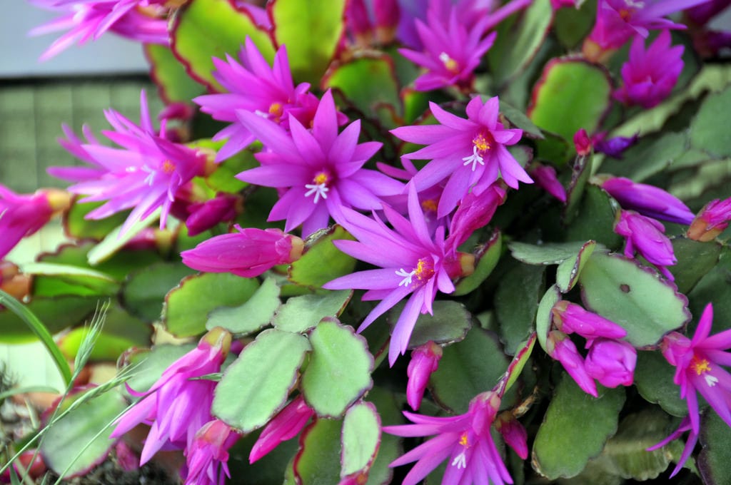 Hatiora: cultivo, riego y floración de estos cactus
