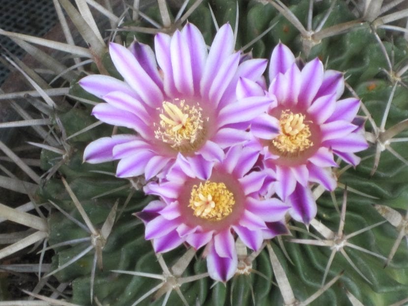Ejemplar de Stenocactus crispatus con costillas onduladas