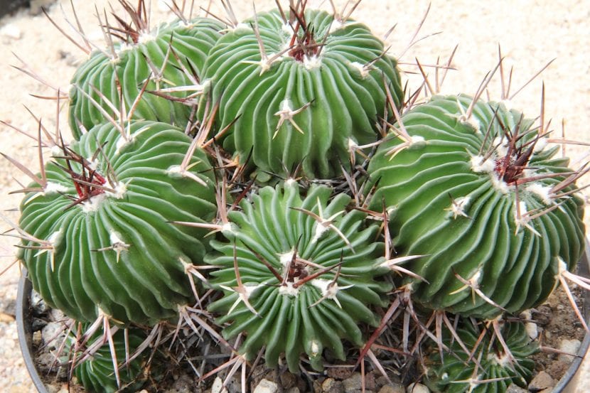 Stenocactus zacatecasensis en cultivo