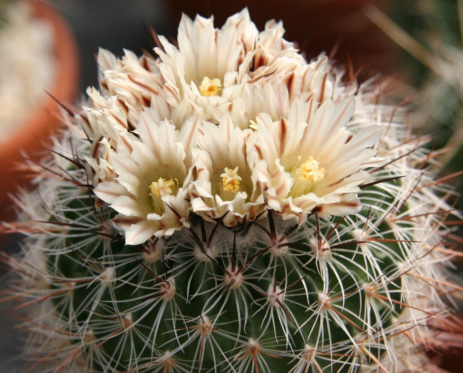 Stenocactus: cuidados, riego y floración del cactus ondulado