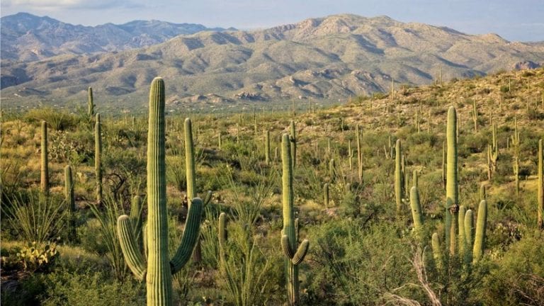 Vegetación adaptada a condiciones de sequía