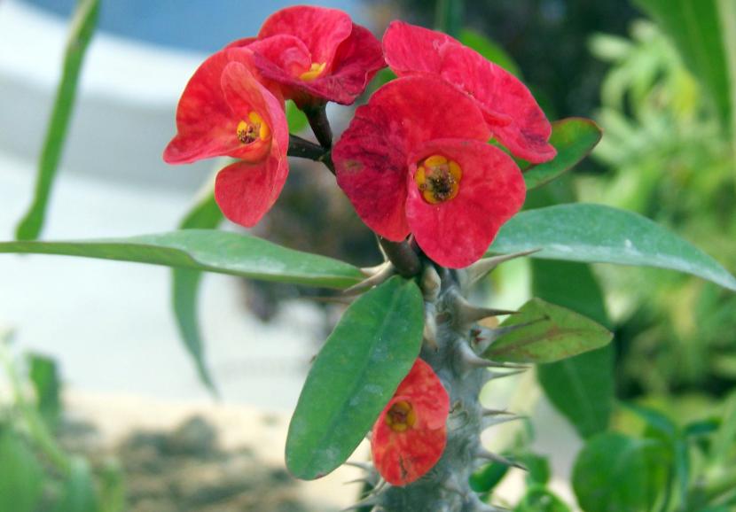 Ejemplar de Euphorbia milii var. milii con sus tallos espinosos