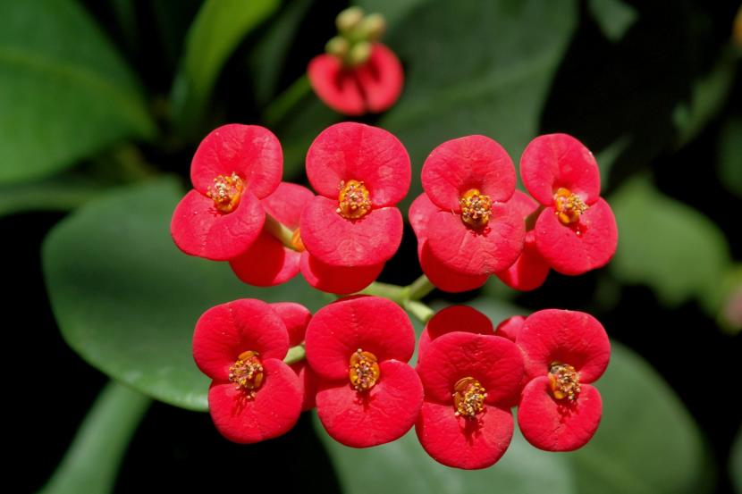 Euphorbia milii: cuidados, riego, poda y esquejes