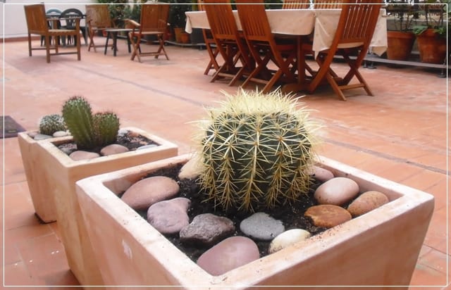 Colección de cactus en macetas durante el reposo invernal