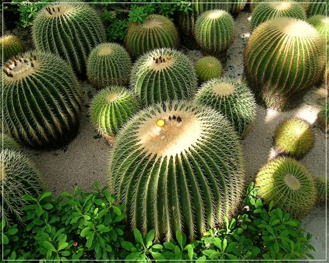 Cactus en maceta tras el reposo invernal