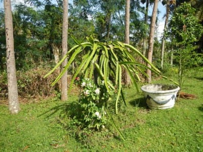 Planta de pitahaya con tallos triangulares trepando por un soporte