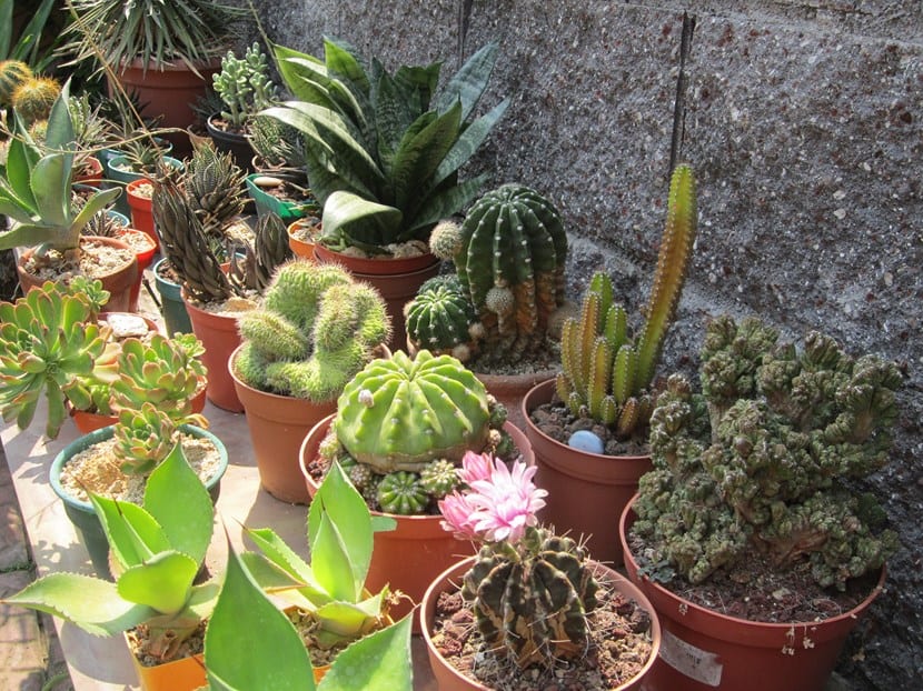 Plantas suculentas: lo que de verdad necesitan