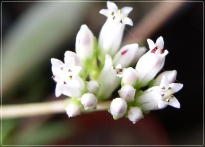 Crassula, una de las suculentas más resistentes en cultivo doméstico