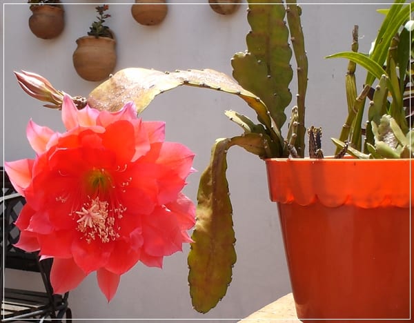 Suculentas fáciles de cuidar: guía completa de cultivo