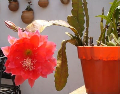 Colección de plantas suculentas en macetas