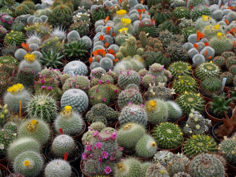 Cactus en el exterior durante el invierno