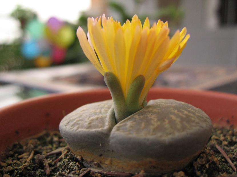 Lithops, plantas piedra, con su calendario de riego invertido