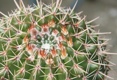 Cactus globulares cultivados en maceta
