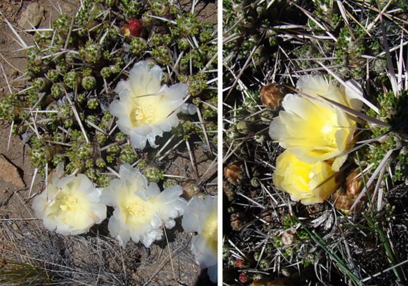 Flores blanco amarillentas de Maihuenia patagonica