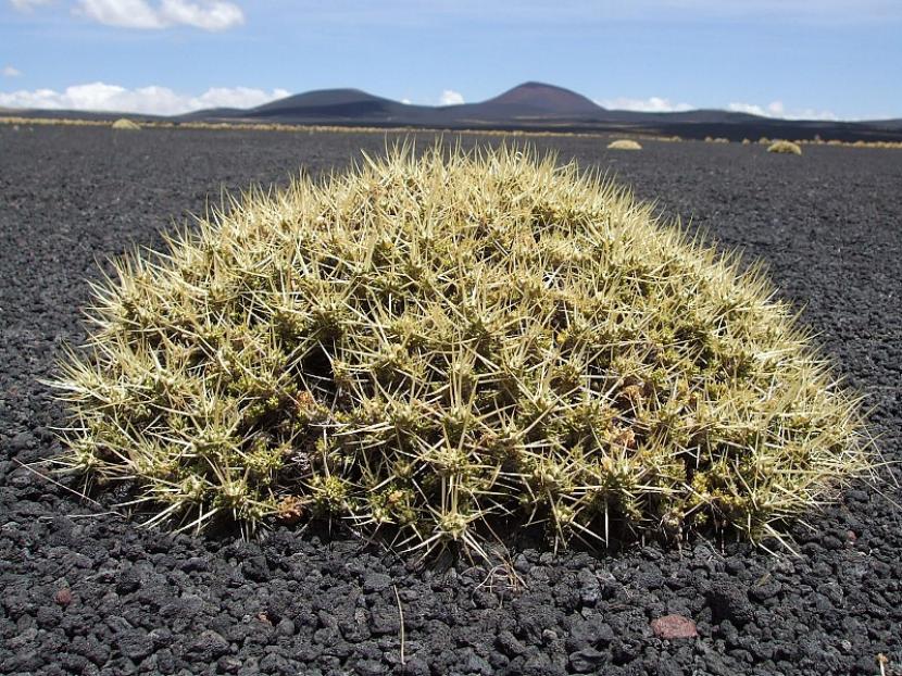 Maihuenia patagonica: el cactus con hojas que resiste el hielo