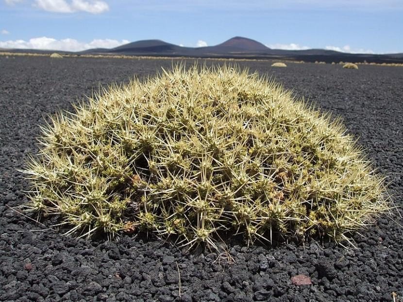 Mata baja y espinosa de Maihuenia patagonica