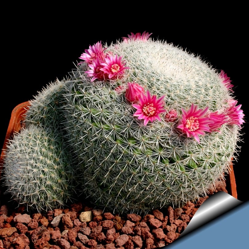 Mammillaria elegans con su anillo de flores rojas en el ápice
