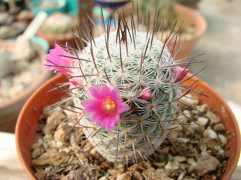Mammillaria elegans: cultivo, corona de flores y qué nombre es