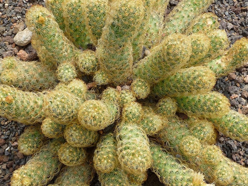 Mammillaria elongata: cultivo, riego y floración