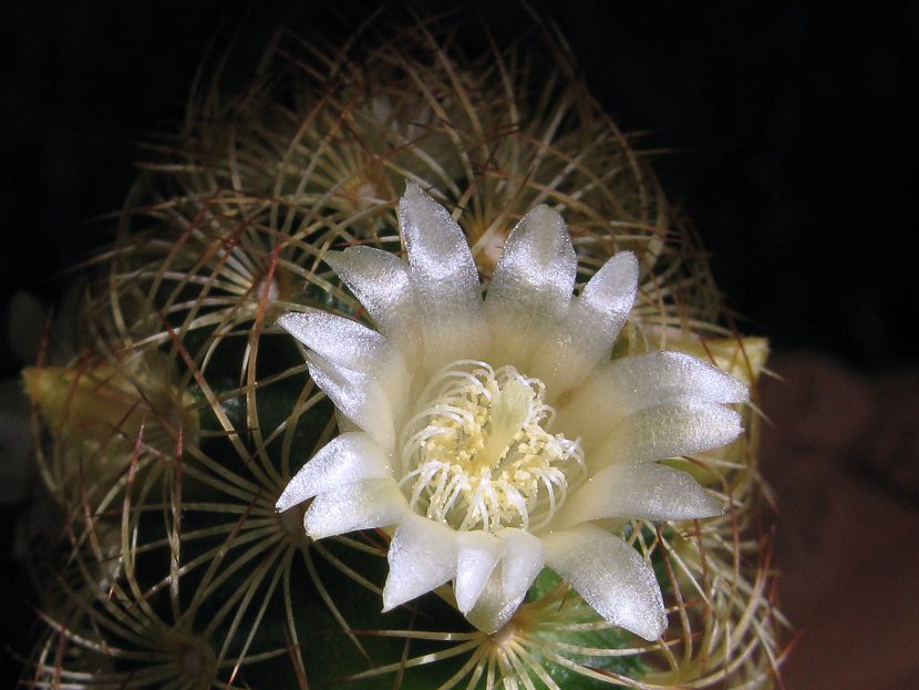 Flores de Mammillaria elongata dispuestas en corona alrededor del tallo