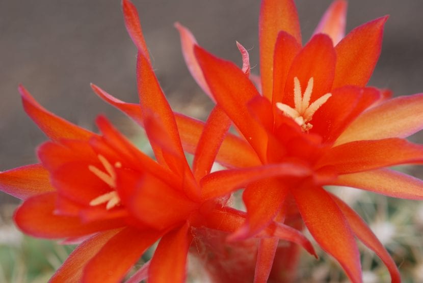 Flores tubulares y curvadas de color anaranjado en Matucana intertexta