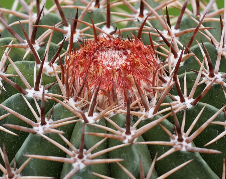 Melocactus con su cefalio de lana y cerdas en el ápice