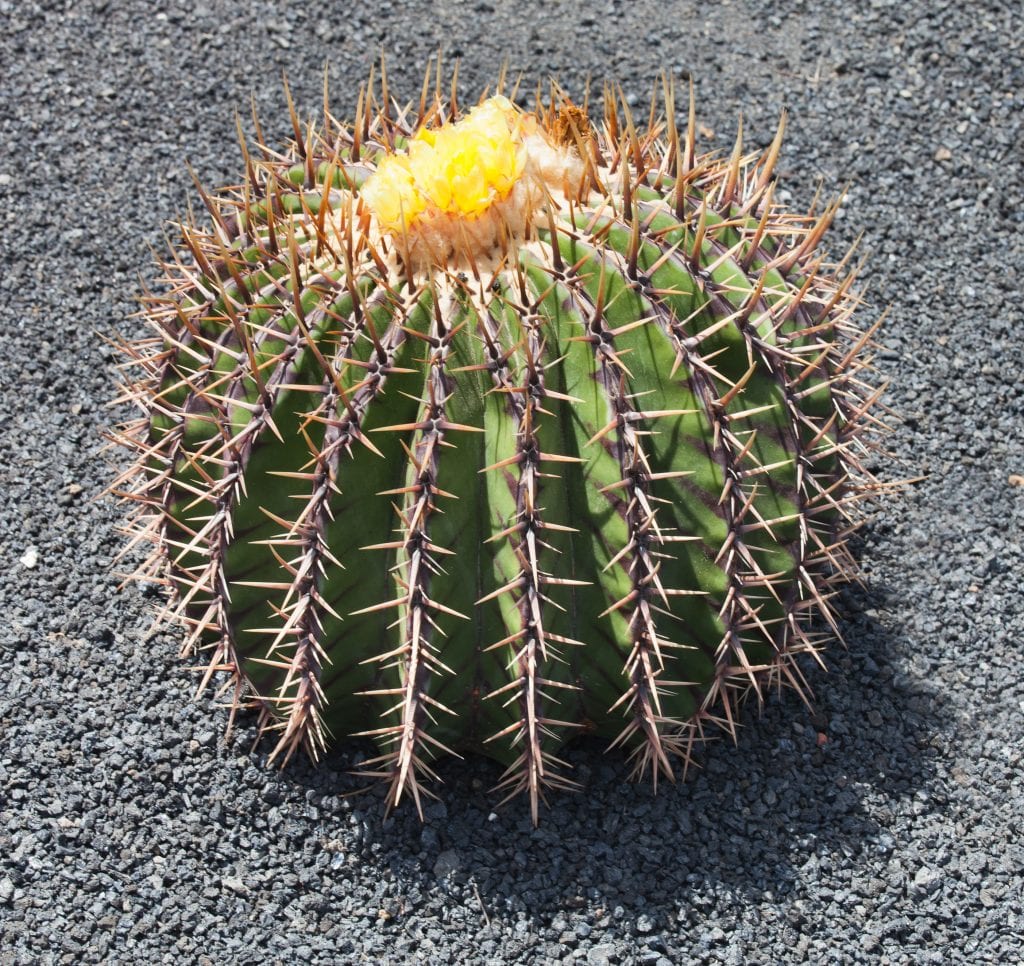 Mitos sobre los cactus: qué es falso y qué no