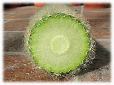 Esquejes de plantas crasas preparados para enraizar