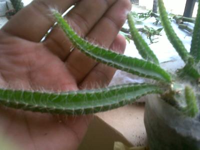 Planta crasa enraizada a partir de esqueje en maceta