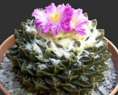 Ejemplar de Ariocarpus fissuratus, cactus de crecimiento muy lento que suele multiplicarse por semilla