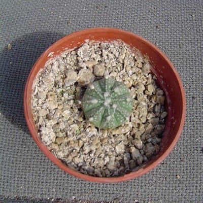 Híbrido de Astrophytum asterias obtenido a partir de semilla