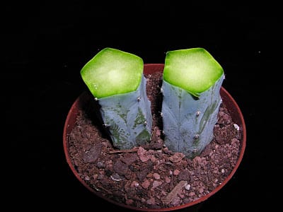 Detalle de la unión entre patrón y vástago en un cactus injertado
