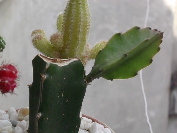 Injerto de cactus paso a paso: patrones, cortes y cuidados