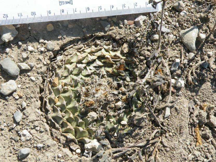 Obregonia denegrii creciendo en su hábitat pedregoso de Tamaulipas