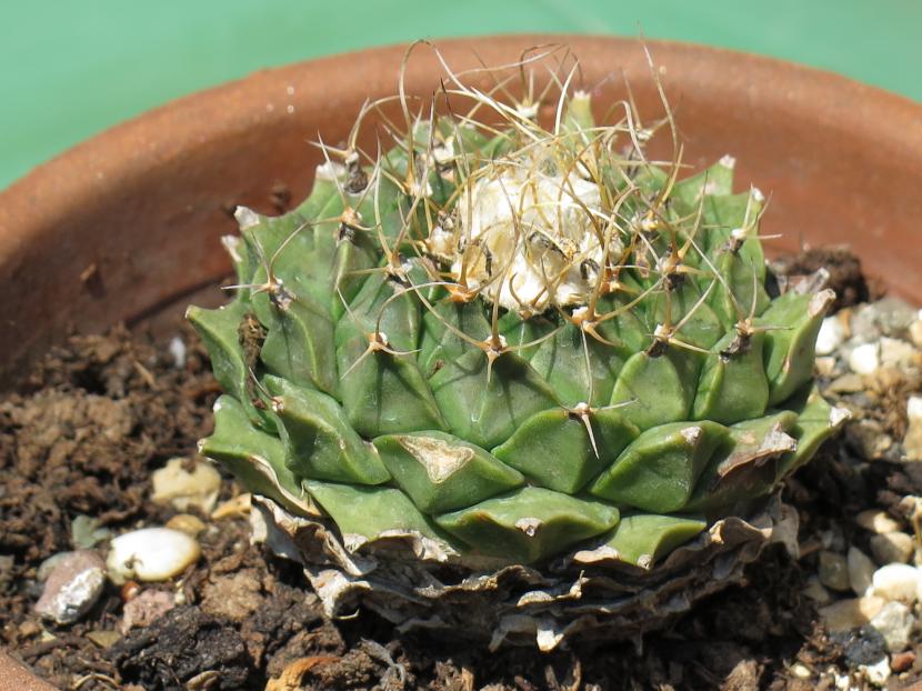 Ejemplar adulto de Obregonia denegrii con sus tubérculos triangulares en roseta