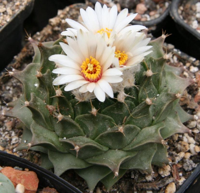 Obregonia denegrii: cultivo del cactus alcachofa