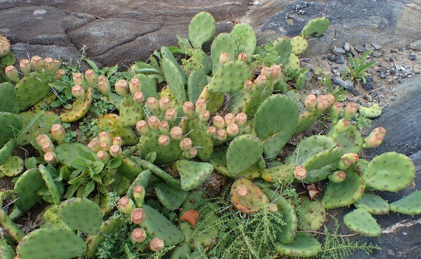 Mata rastrera de Opuntia humifusa con palas verdes extendidas sobre el suelo