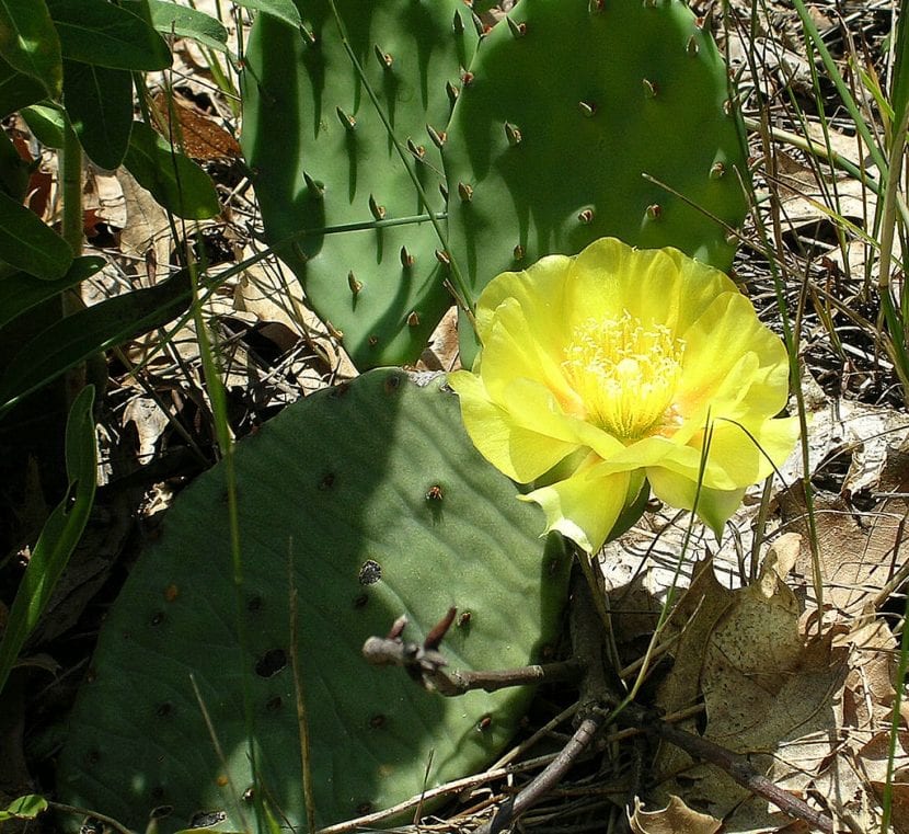 Flor amarilla de Opuntia humifusa abierta sobre la pala