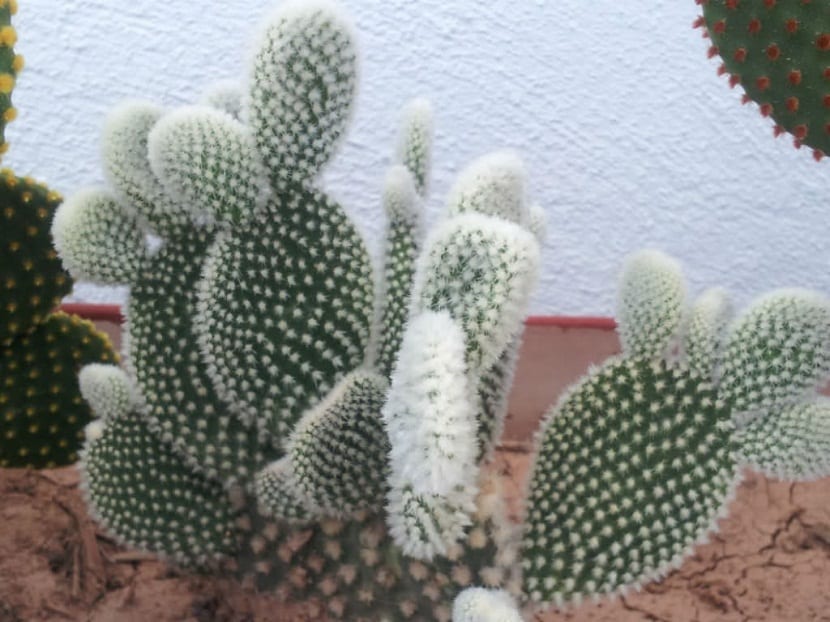 Detalle de los mechones de gloquidios blancos de la Opuntia microdasys