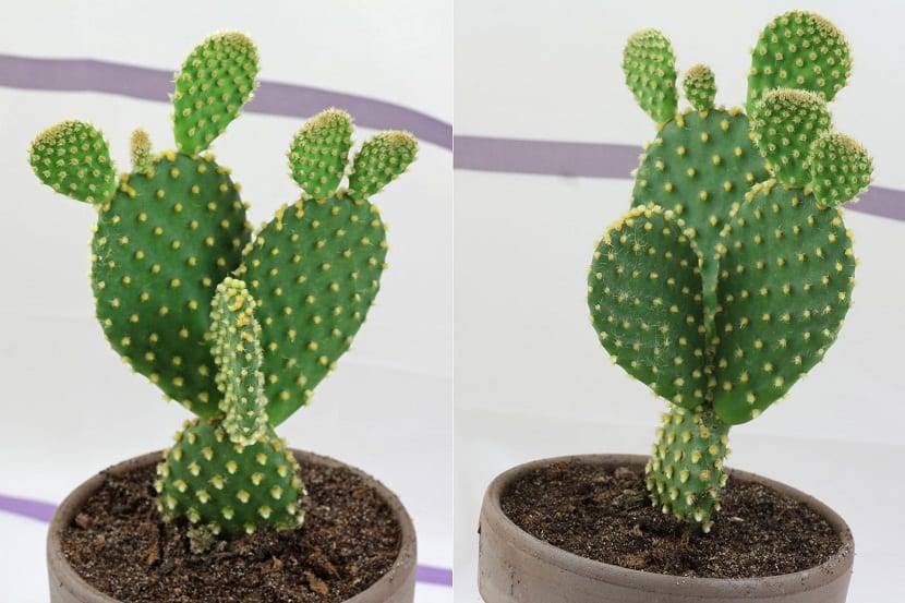 Opuntia microdasys u orejas de conejo con sus areolas de gloquidios amarillos