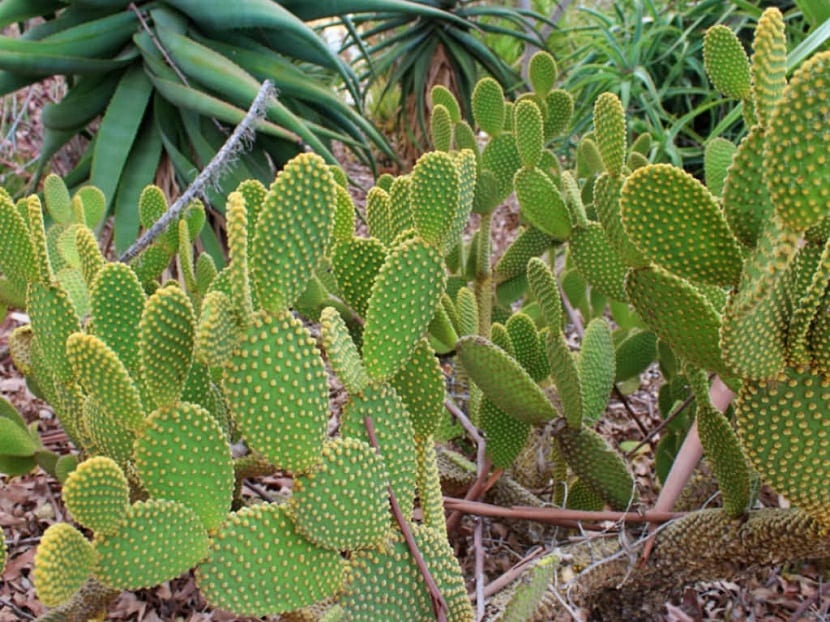 Opuntia microdasys: cuidados, riego y gloquidios