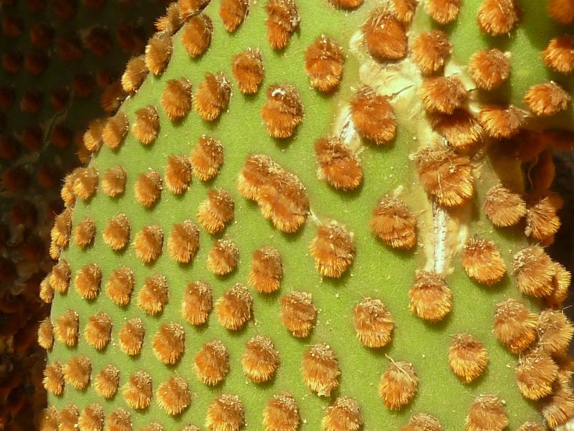 Opuntia rufida con sus pencas grisáceas y areolas de gloquidios rojizos