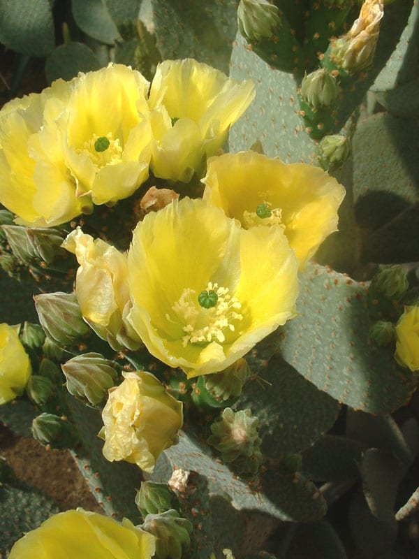 Flores amarillas y anaranjadas de la Opuntia rufida