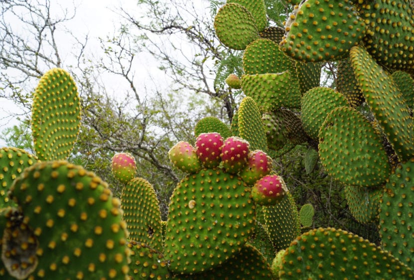 Grupo de opuntias plantadas en un jardín de clima seco